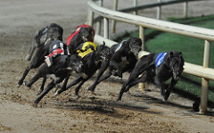 Iowa Approves Greyhound Racing for 2021